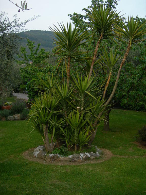 Gli Olivi Calci Exterior photo